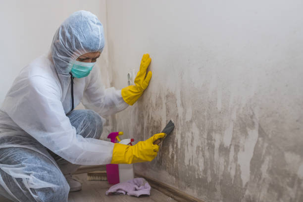 Trusted Glen Allen, VA Mold Remediation Experts