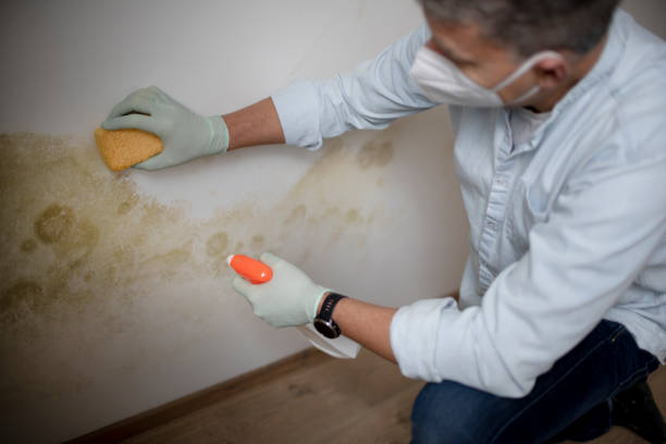 Best Basement Mold Remediation in Glen Allen, VA